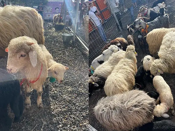 More animals from the parade including baby lambs