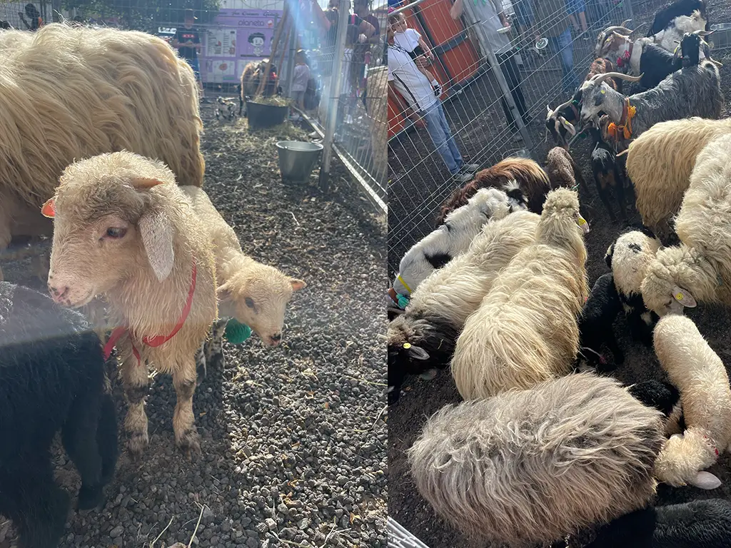 More animals from the parade including baby lambs