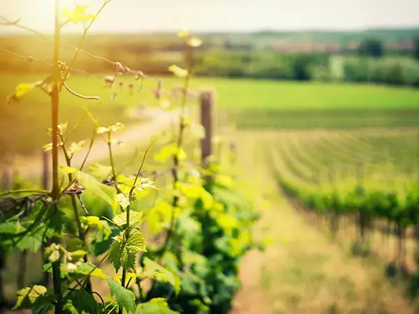 A local vineyard near Tegueste