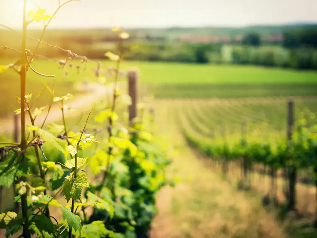 A local vineyard near Tegueste