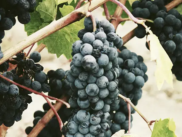 Canarian grapes benefit from good humidity in the North of the island, contrary to what one might think