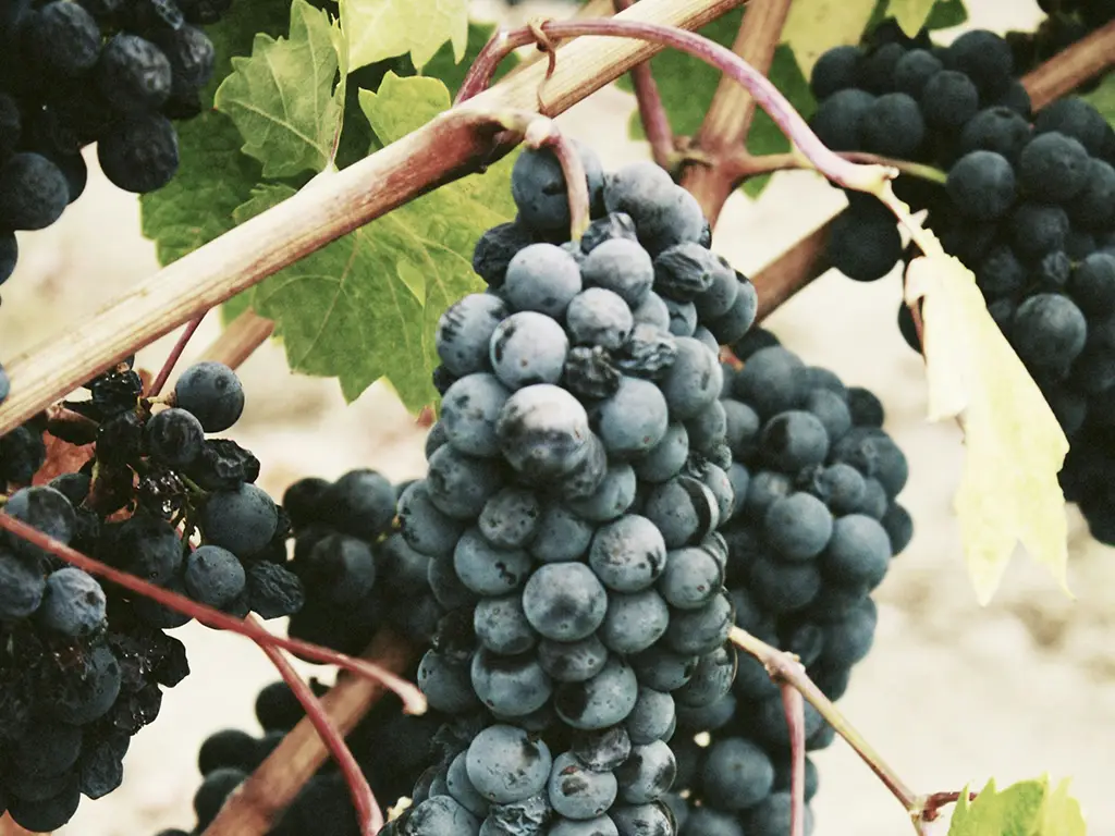 Canarian grapes benefit from good humidity in the North of the island, contrary to what one might think