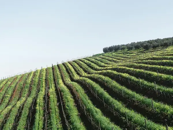 Steep vines on the Tenerife volcano