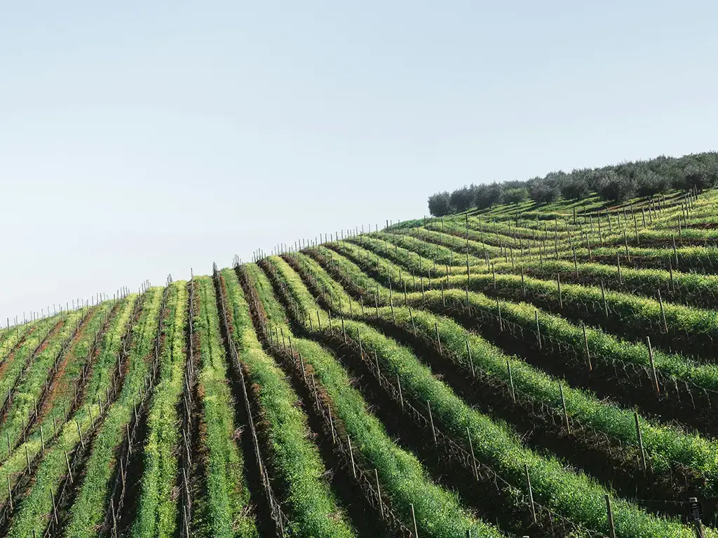 Steep vines on the Tenerife volcano